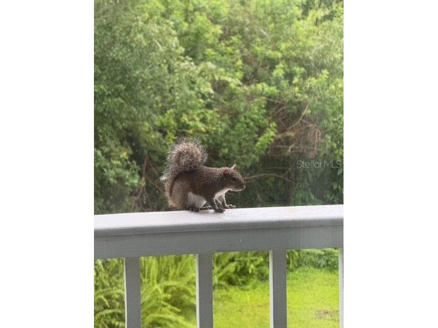 2533 Dolly Bay Drive #203 Palm Harbor FL 34684 - LAKE TARPON TB8386582 image38