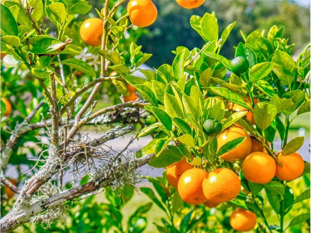 2533 E Chivalry Court Hernando FL 34442 G5104262 image70