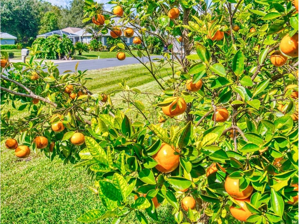 2533 E Chivalry Court Hernando FL 34442 G5104262 image71