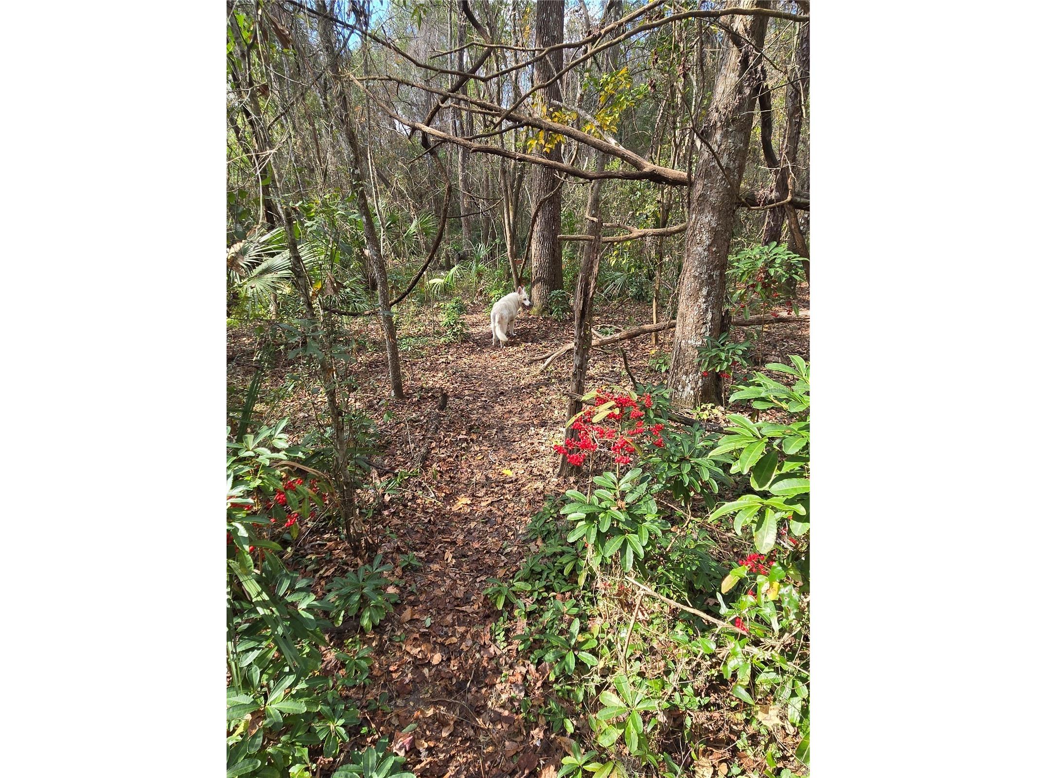 25344 Croom Road Brooksville FL 34601 O6377143 image33