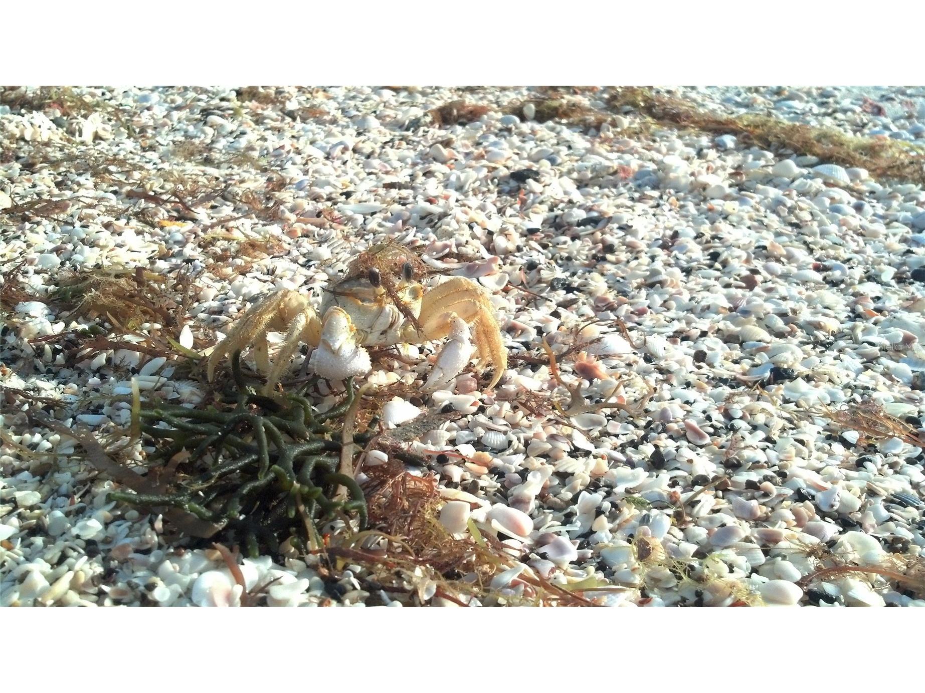 2539 Quail Terrace Port Charlotte FL 33981 - MYAKKA RIVER CANAL D6145313 image71