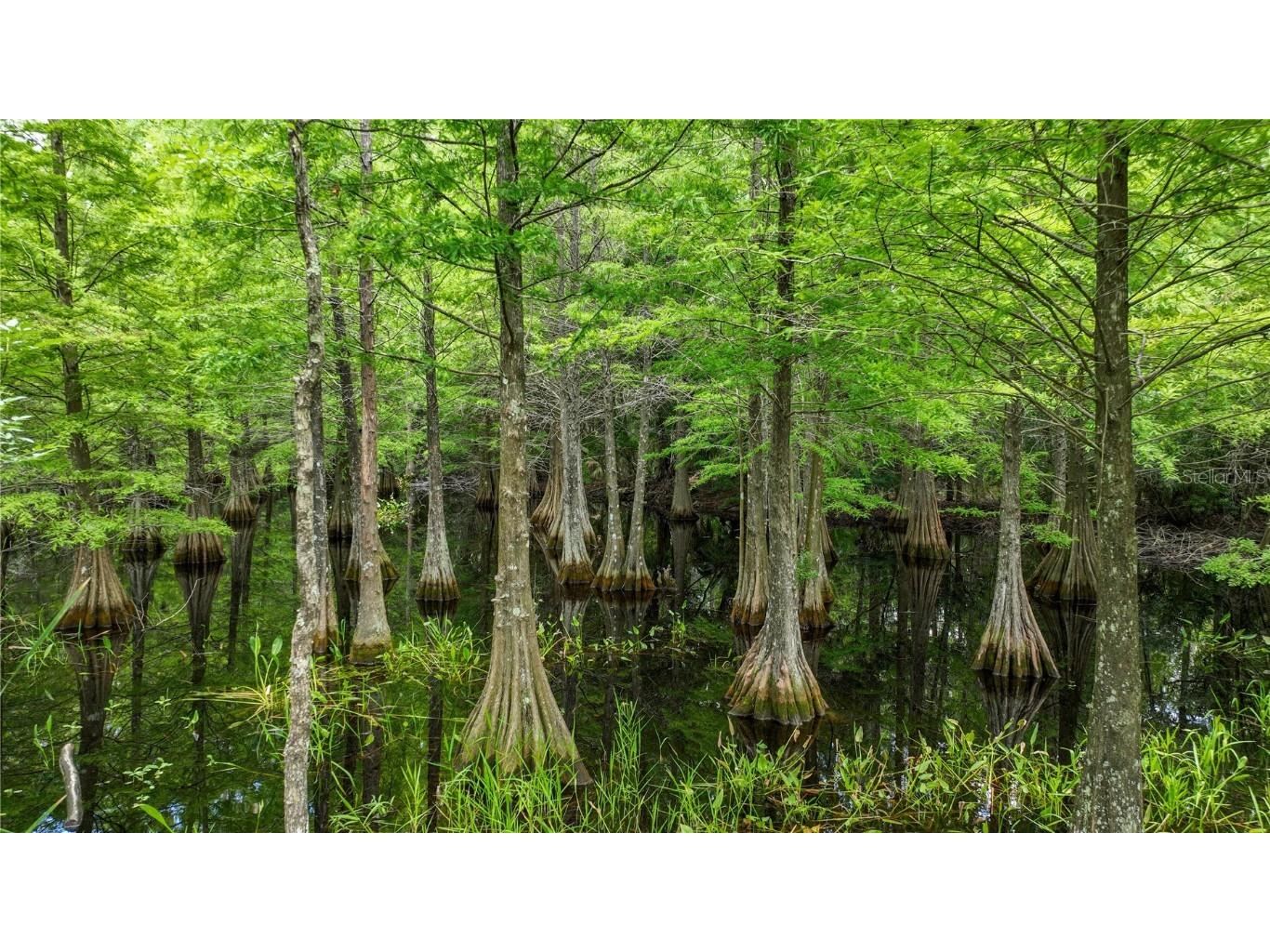 25435 Bruford Boulevard Land O Lakes FL 34639 TB8401404 image40