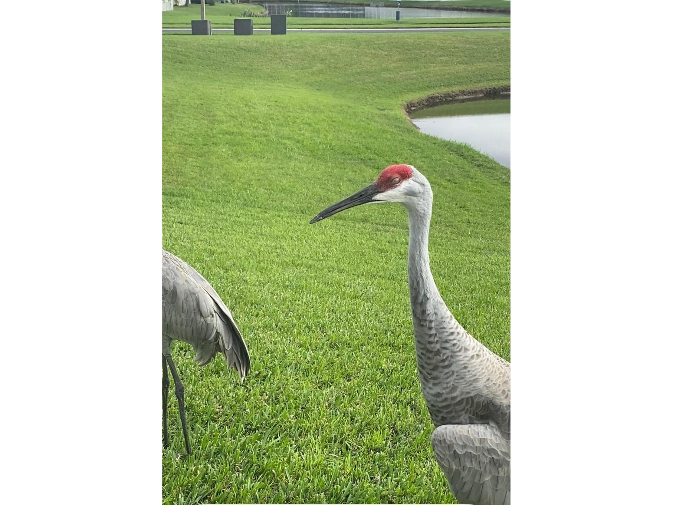 25500 Geddy Drive Land O Lakes FL 34639 TB8484370 image67