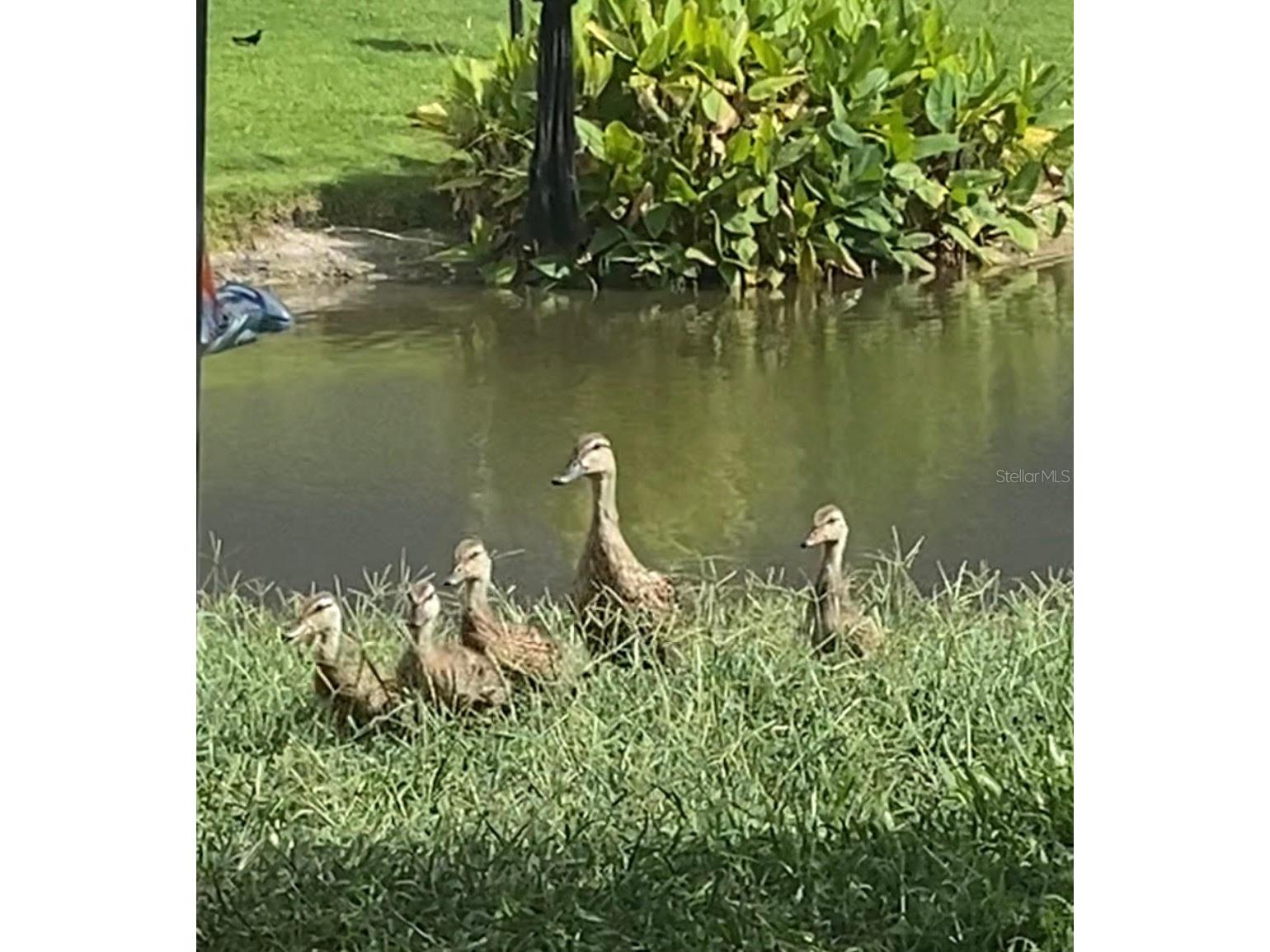 25500 Geddy Drive Land O Lakes FL 34639 TB8484370 image68