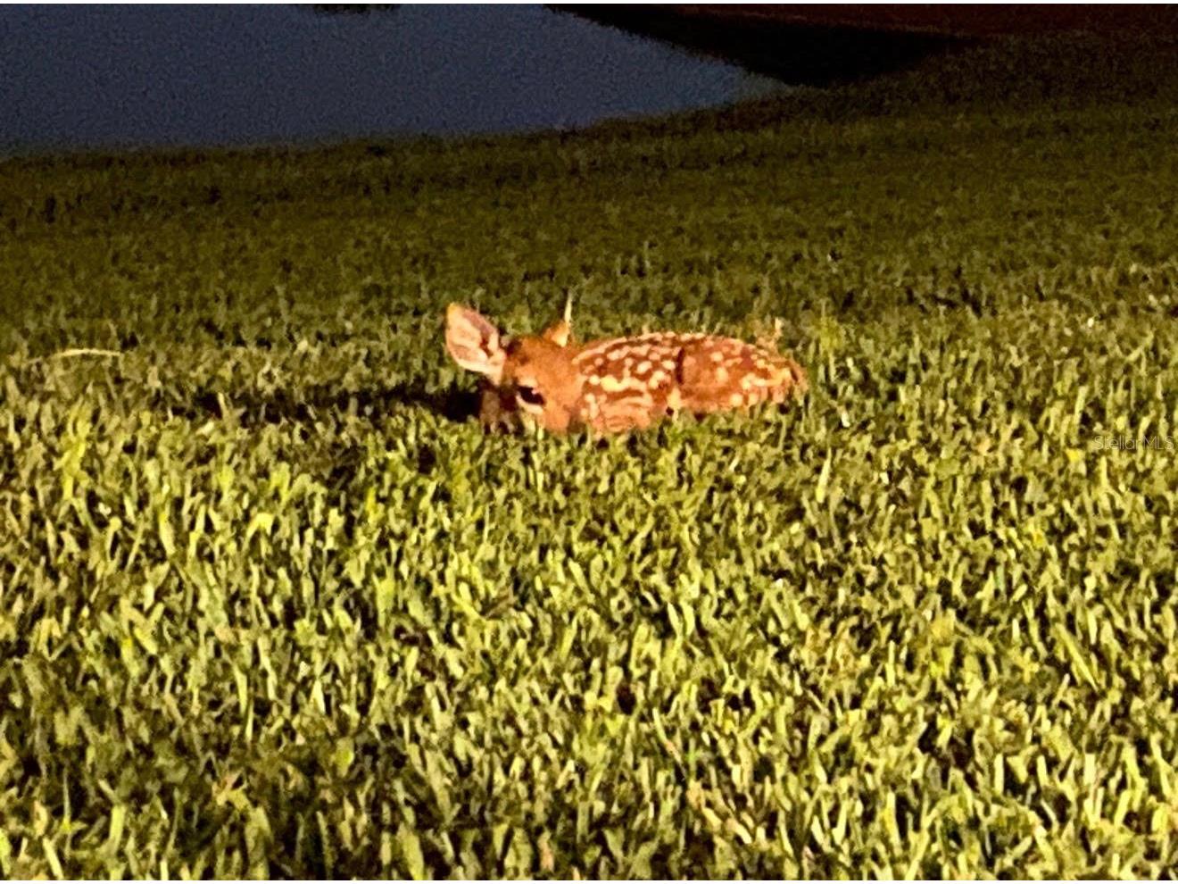 25500 Geddy Drive Land O Lakes FL 34639 TB8484370 image69