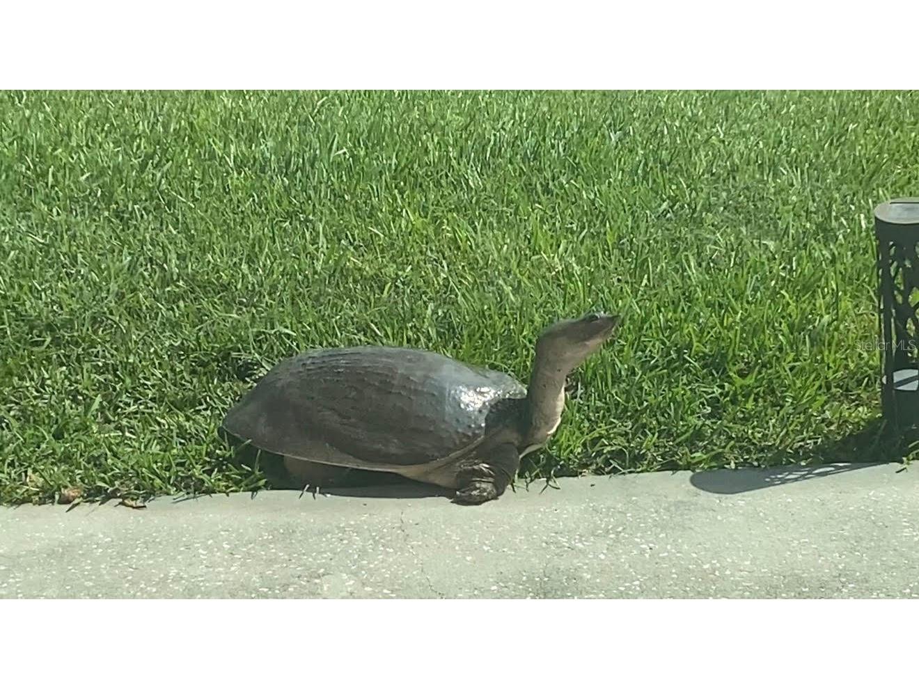 25500 Geddy Drive Land O Lakes FL 34639 TB8484370 image70