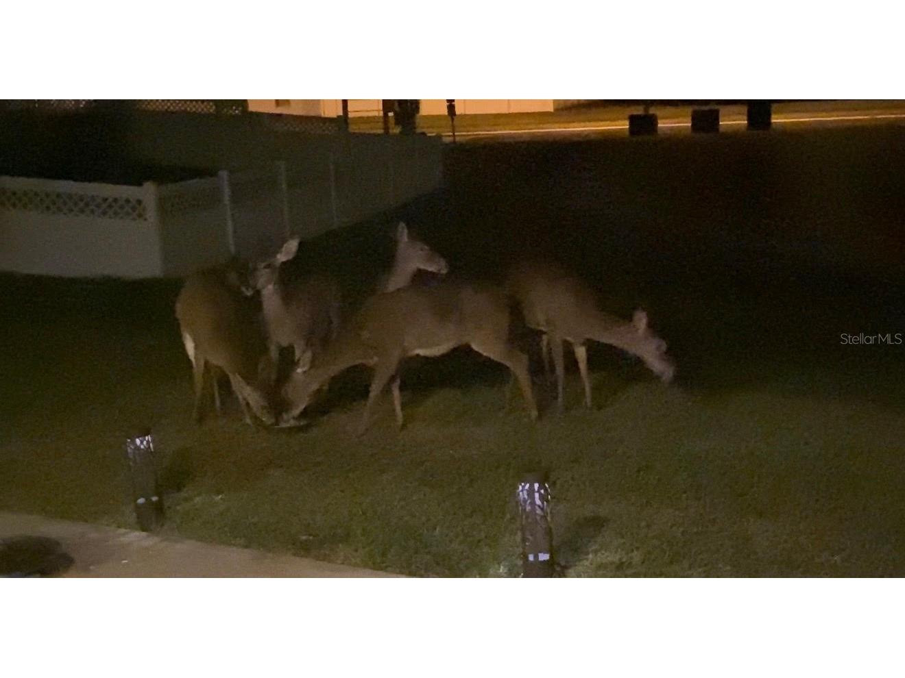 25500 Geddy Drive Land O Lakes FL 34639 TB8484370 image71