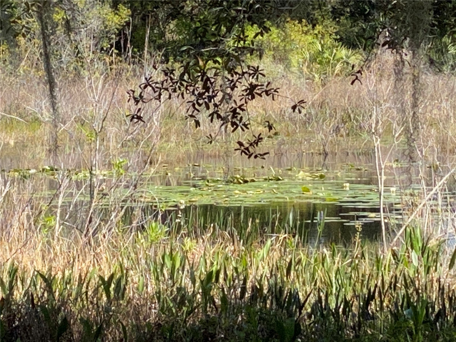 25517 Laurel Valley Road Leesburg FL 34748 G5107785 image50