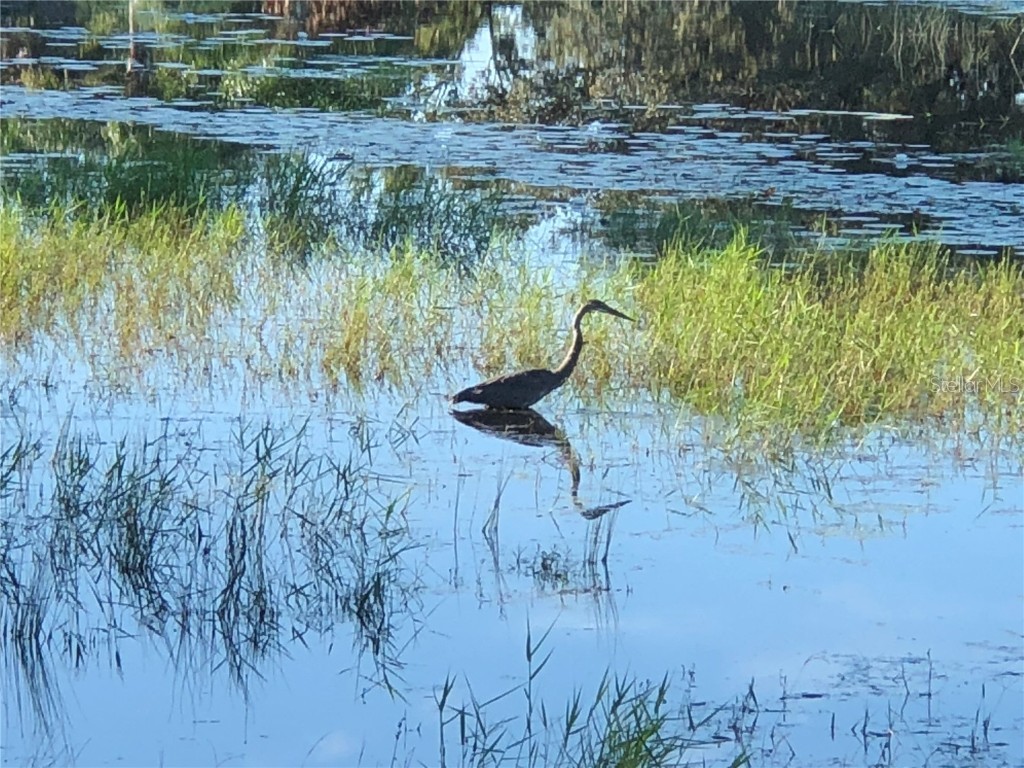 25527 Oak Alley Leesburg FL 34748 G5093909 image93