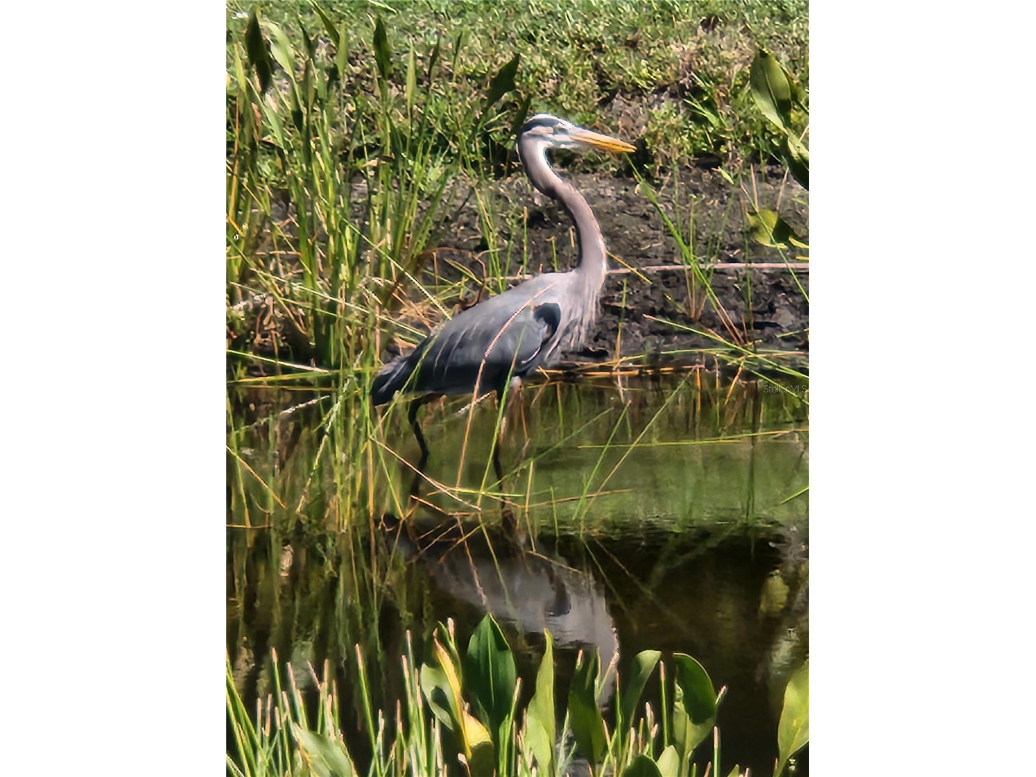 25601 Heritage Lake Boulevard #46 Punta Gorda FL 33983 C7522230 image64