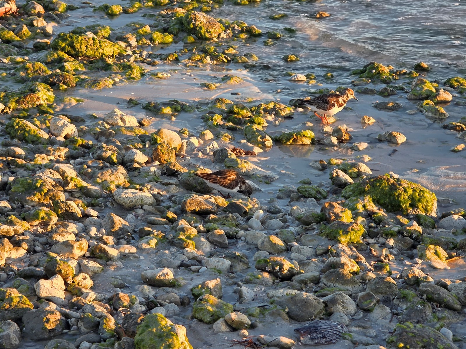 2566 Gary Circle #5 Dunedin FL 34698 A4685469 image25