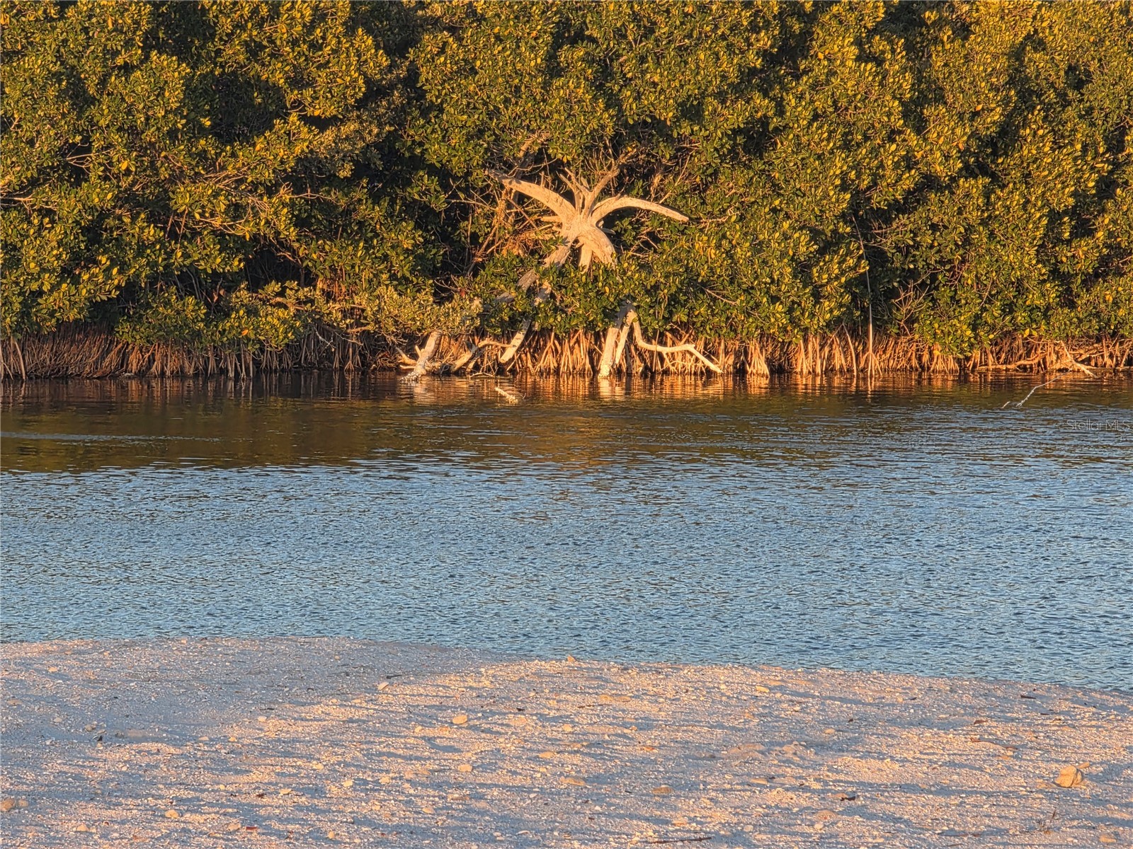 2566 Gary Circle #5 Dunedin FL 34698 A4685469 image26