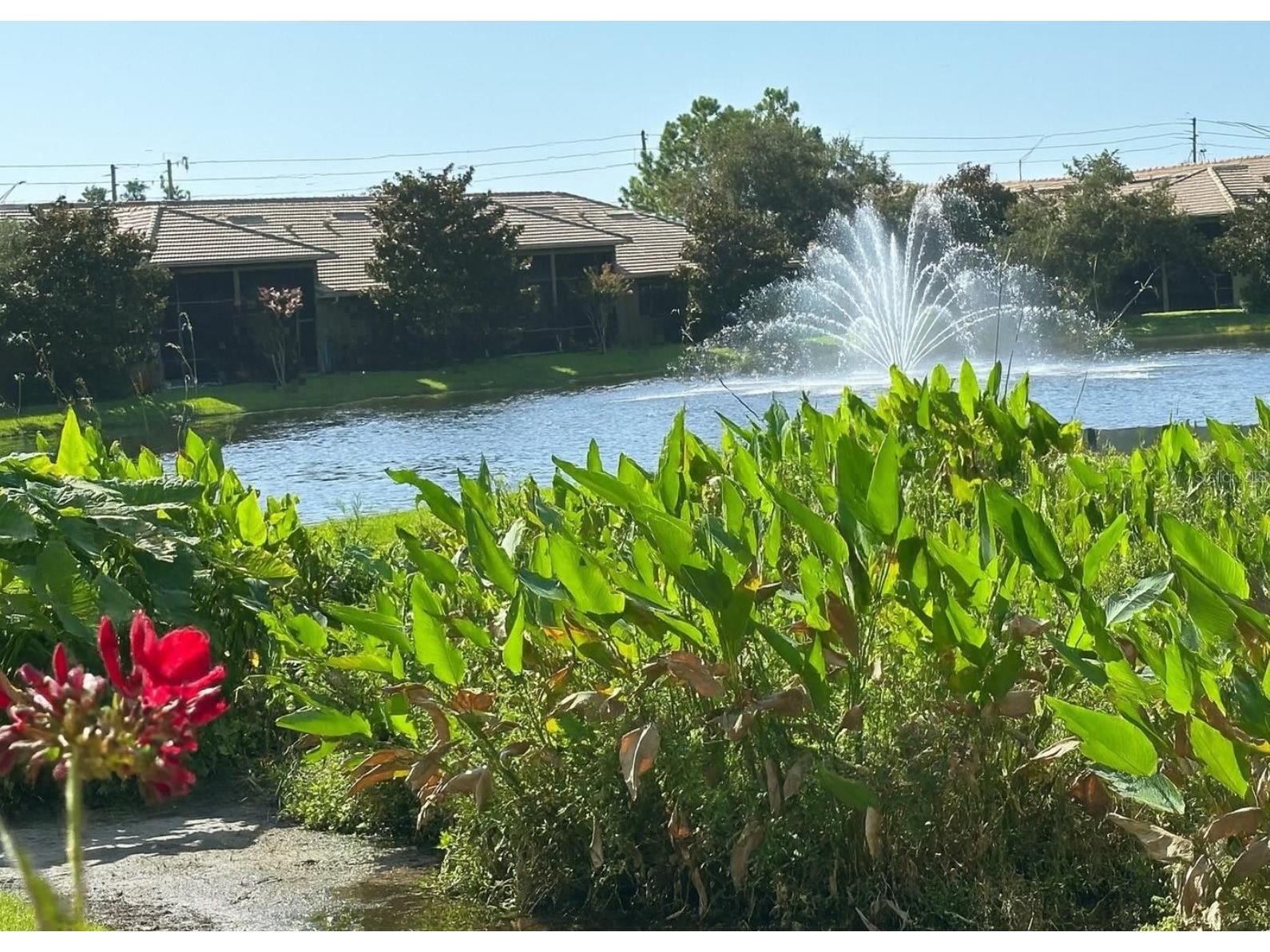 2567 Gloriosa Drive Palm Harbor FL 34684 TB8473040 image2