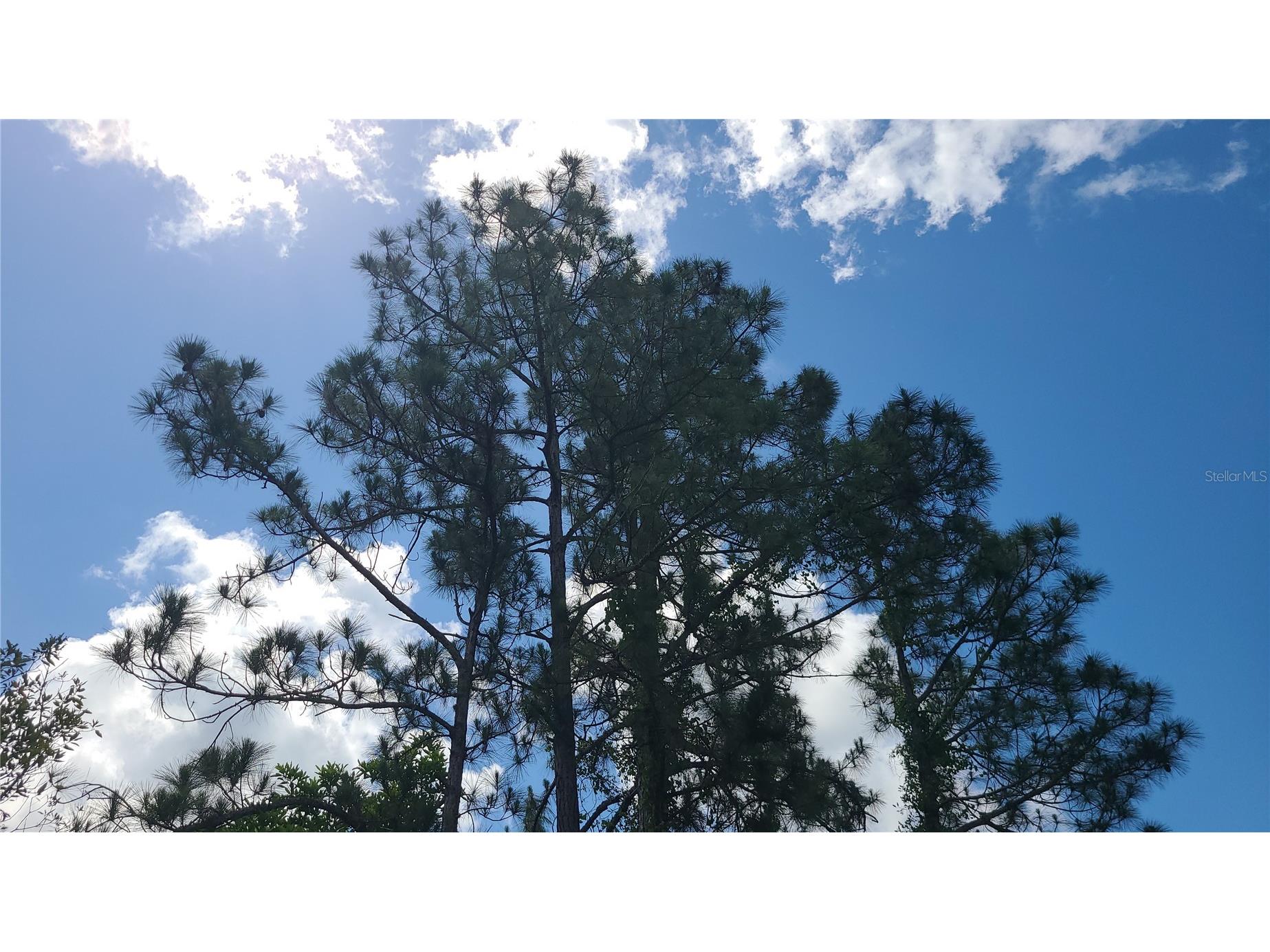 2575 Bear Run S Frostproof FL 33843 S5150207 image10