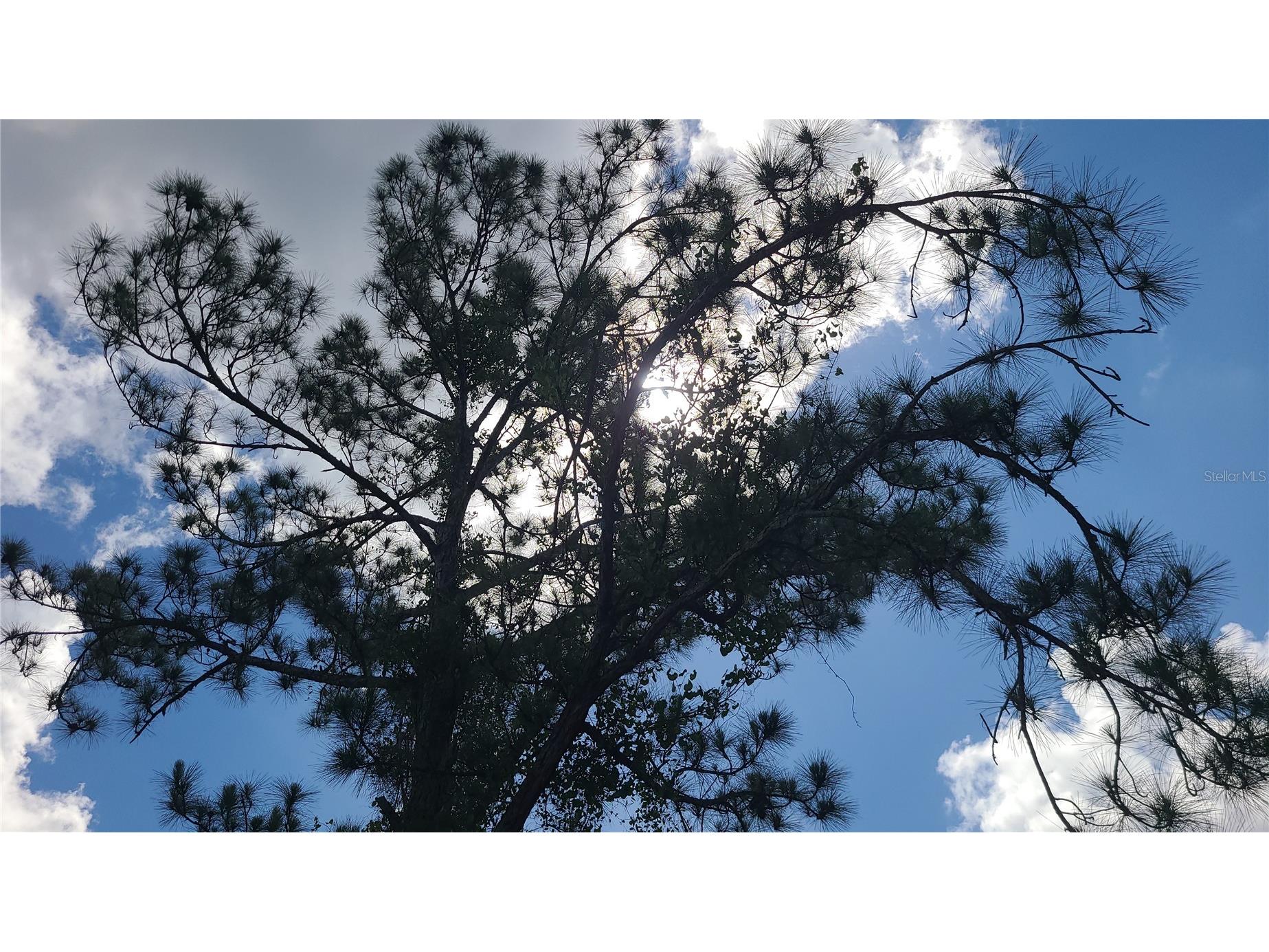 2575 Bear Run S Frostproof FL 33843 S5150207 image9