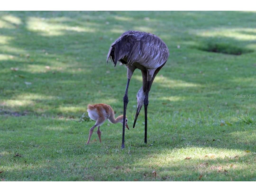 2583 Oberon Road Englewood FL 34224 - OYSTER CREEK D6144467 image35