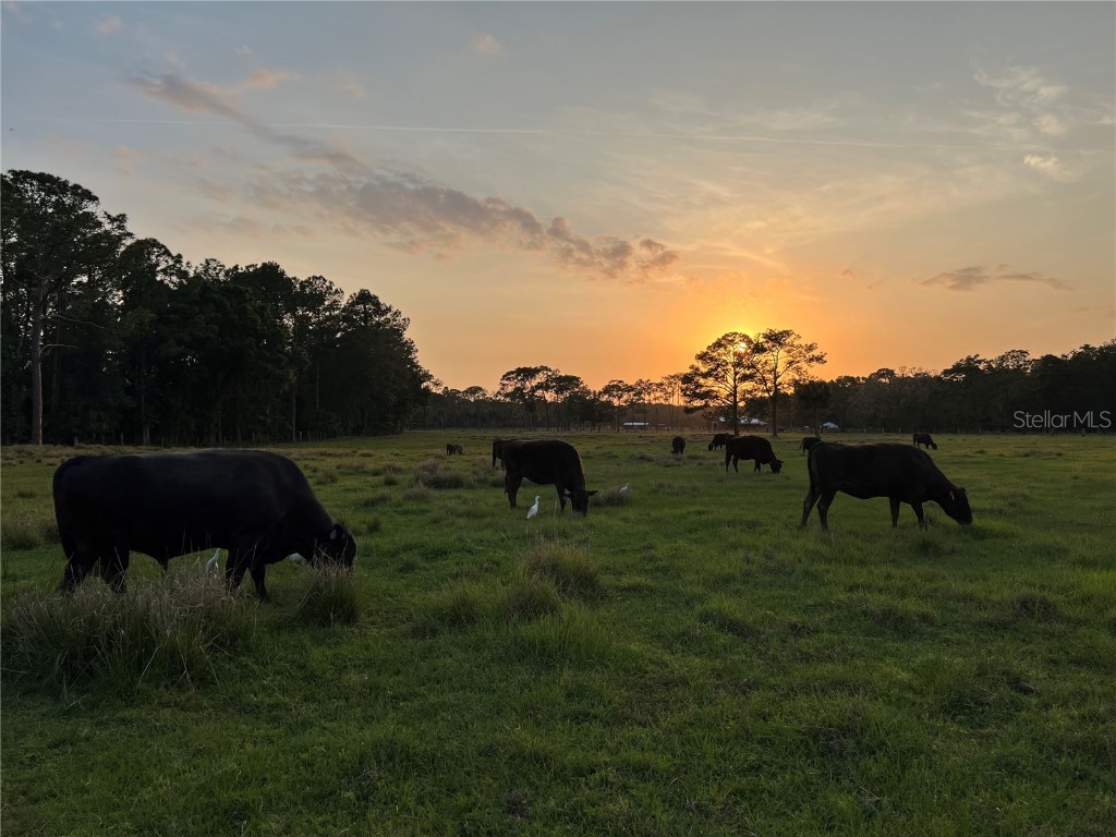 25830 Apple Blossom Lane Wesley Chapel FL 33544 T3538798 image1