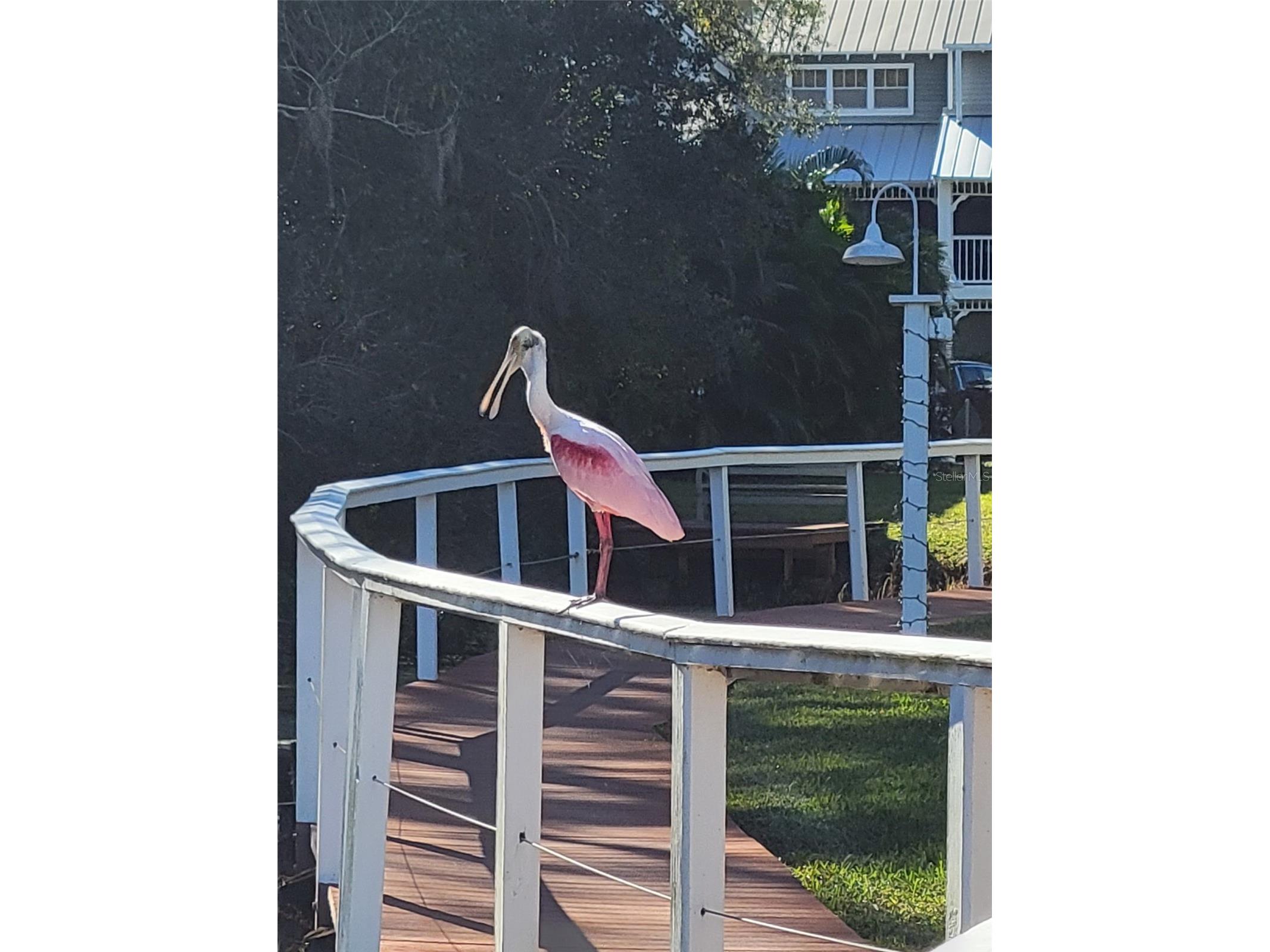 2599 Dolly Bay Drive #306 Palm Harbor FL 34684 - LAKE TARPON TB8445641 image44