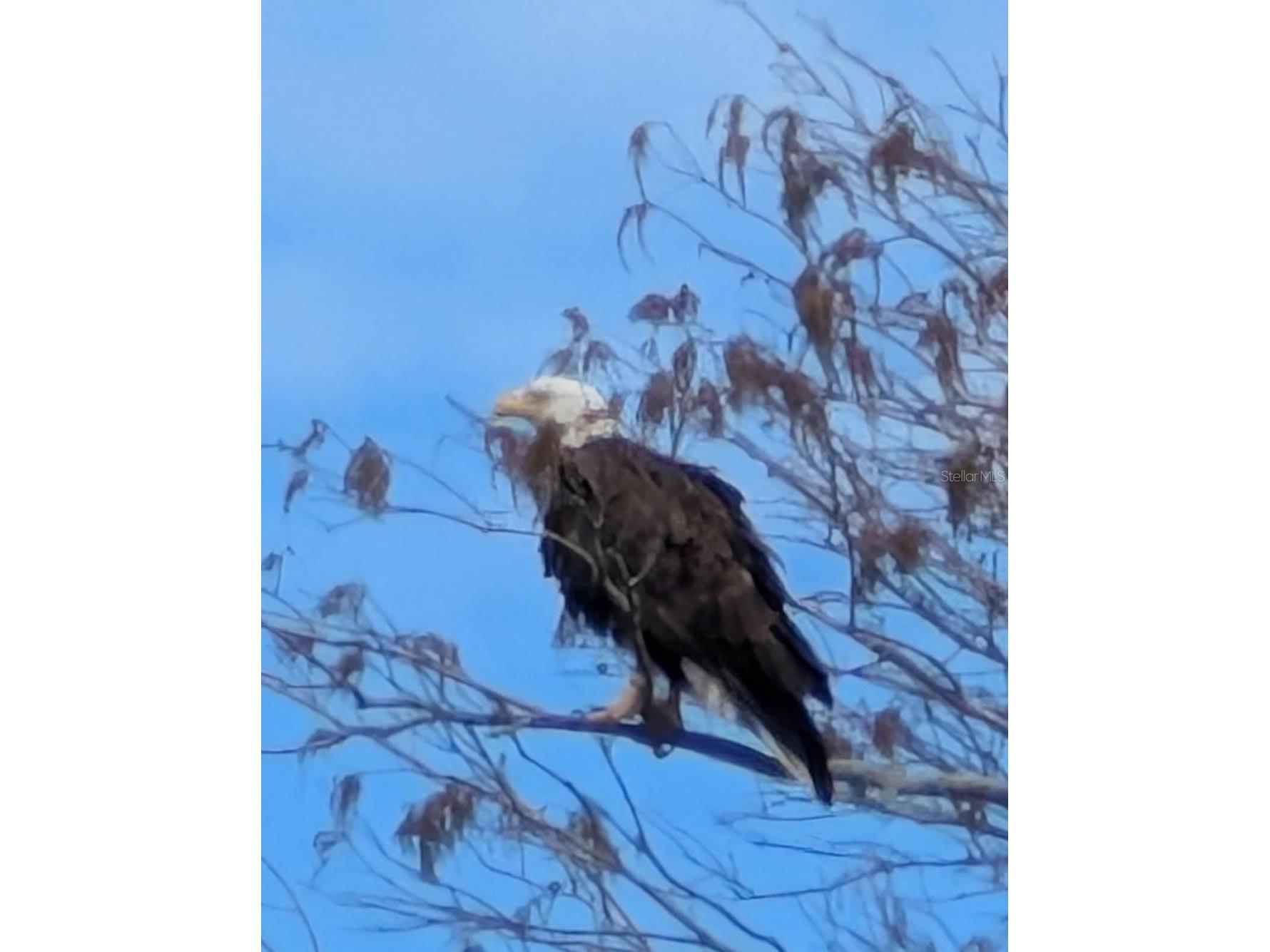 2599 Dolly Bay Drive #306 Palm Harbor FL 34684 - LAKE TARPON TB8445641 image45