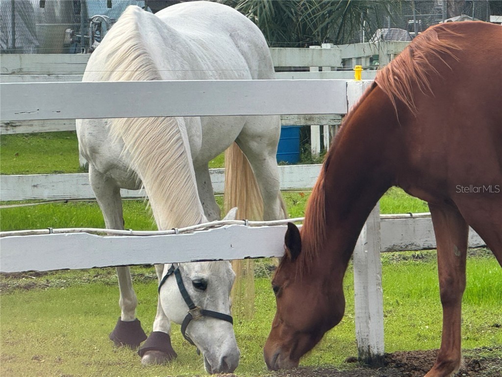 260 Crown Oaks Way #260 Longwood FL 32779 O6335847 image41