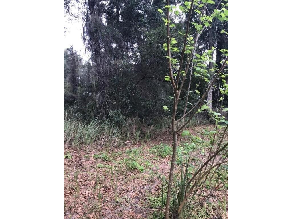 260 Mercers Fernery Road Deland FL 32720 V4942382 image2