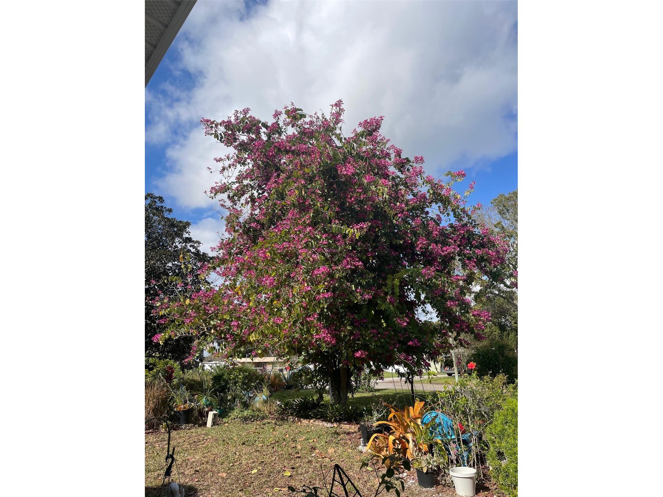 260 W Harbord Street Lake Alfred FL 33850 L4960828 image32