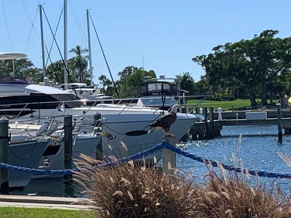 2600 Harbourside Drive #O-11 Longboat Key FL 34228 - SARASOTA BAY A4652529 image9