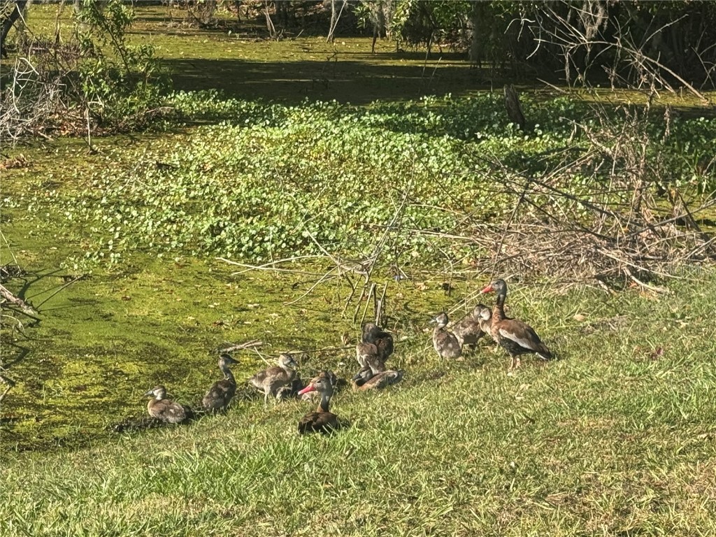 2600 Lucerne Park Road #514 Winter Haven FL 33881 L4957356 image33