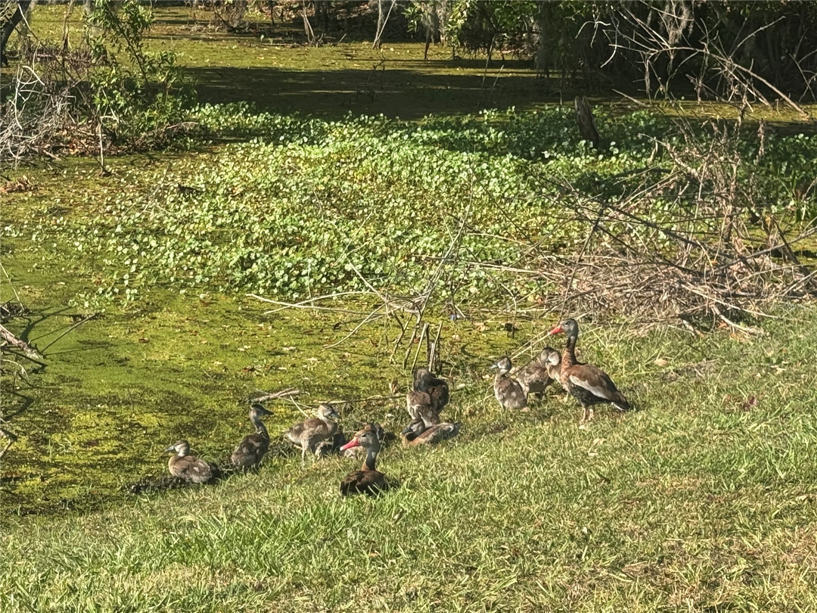 2600 Lucerne Park Road #514 Winter Haven FL 33881 L4957356 image37