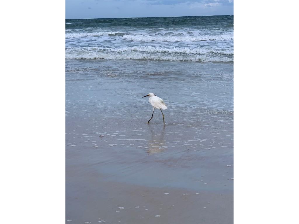 2601 S Peninsula Drive Daytona Beach FL 32118 FC311680 image34