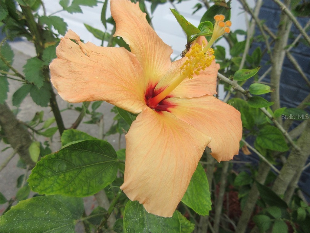 2601 SE 175th Terrace Road Silver Springs FL 34488 OM714642 image15