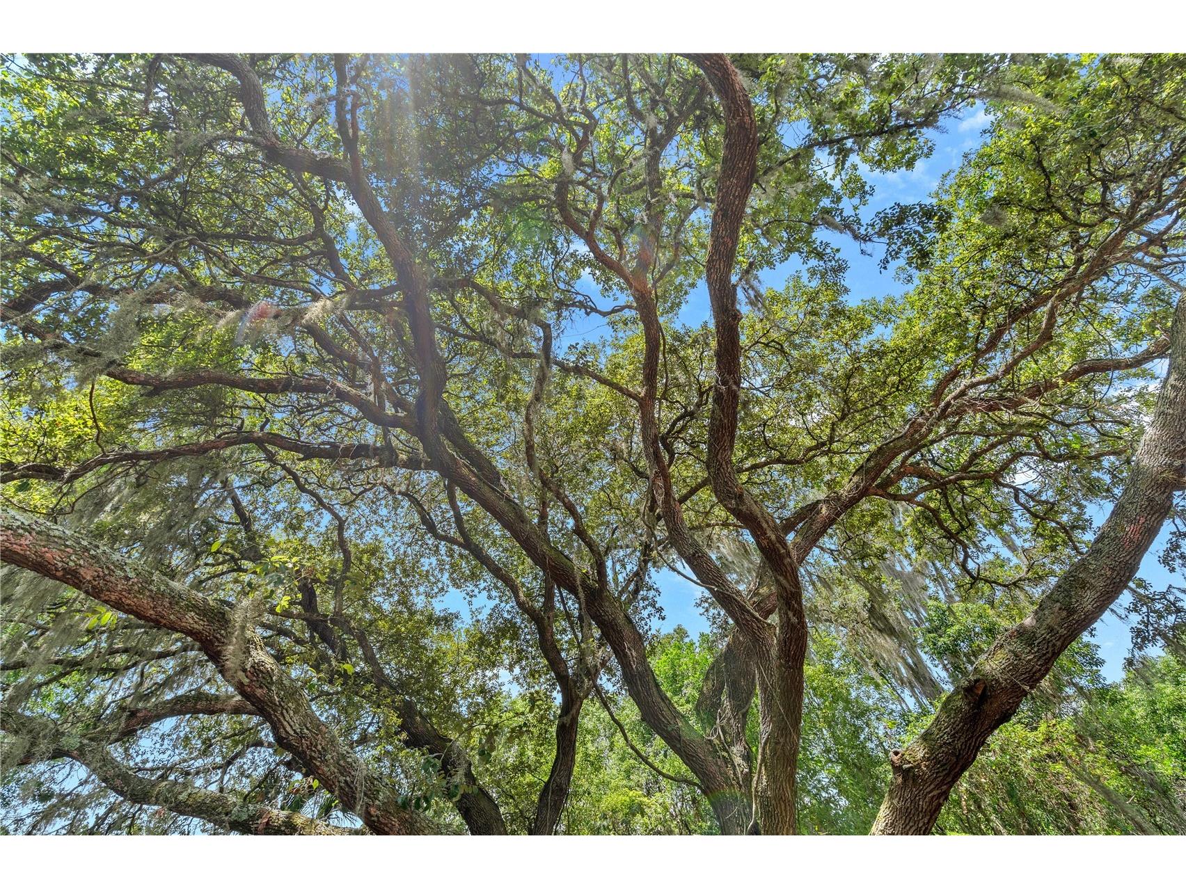 26015 Sackamaxon Drive Sorrento FL 32776 - MT. PLYMOUTH LAKE G5114138 image26