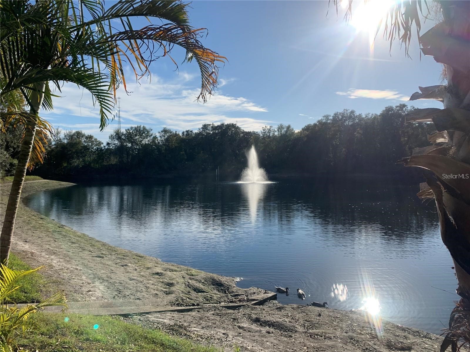 2602 7th Court #15 Palm Harbor FL 34684 TB8518730 image50