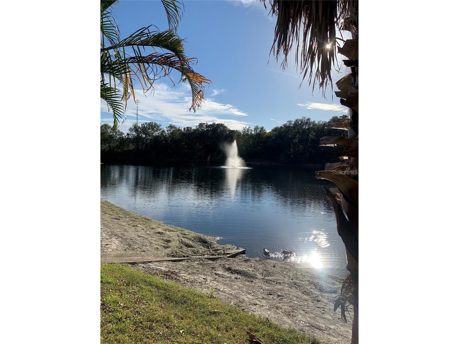 2602 7th Court #15 Palm Harbor FL 34684 TB8518730 image51