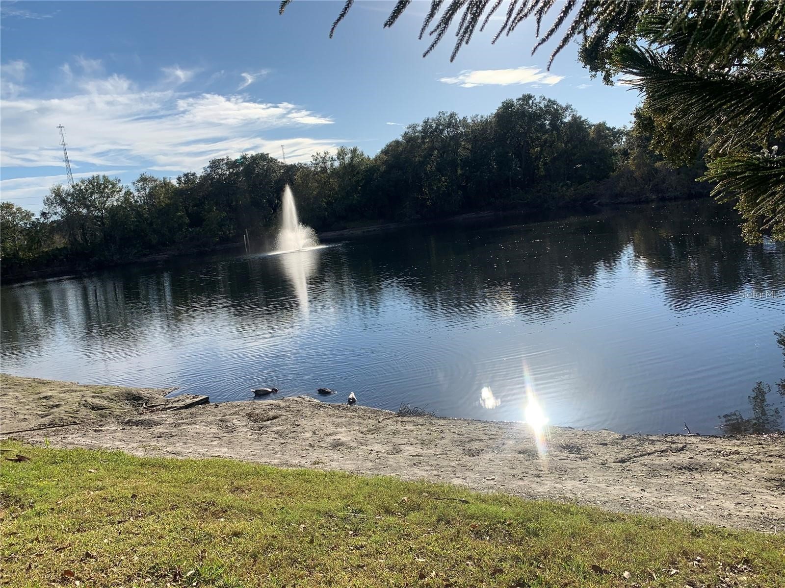 2602 7th Court #15 Palm Harbor FL 34684 TB8518730 image52