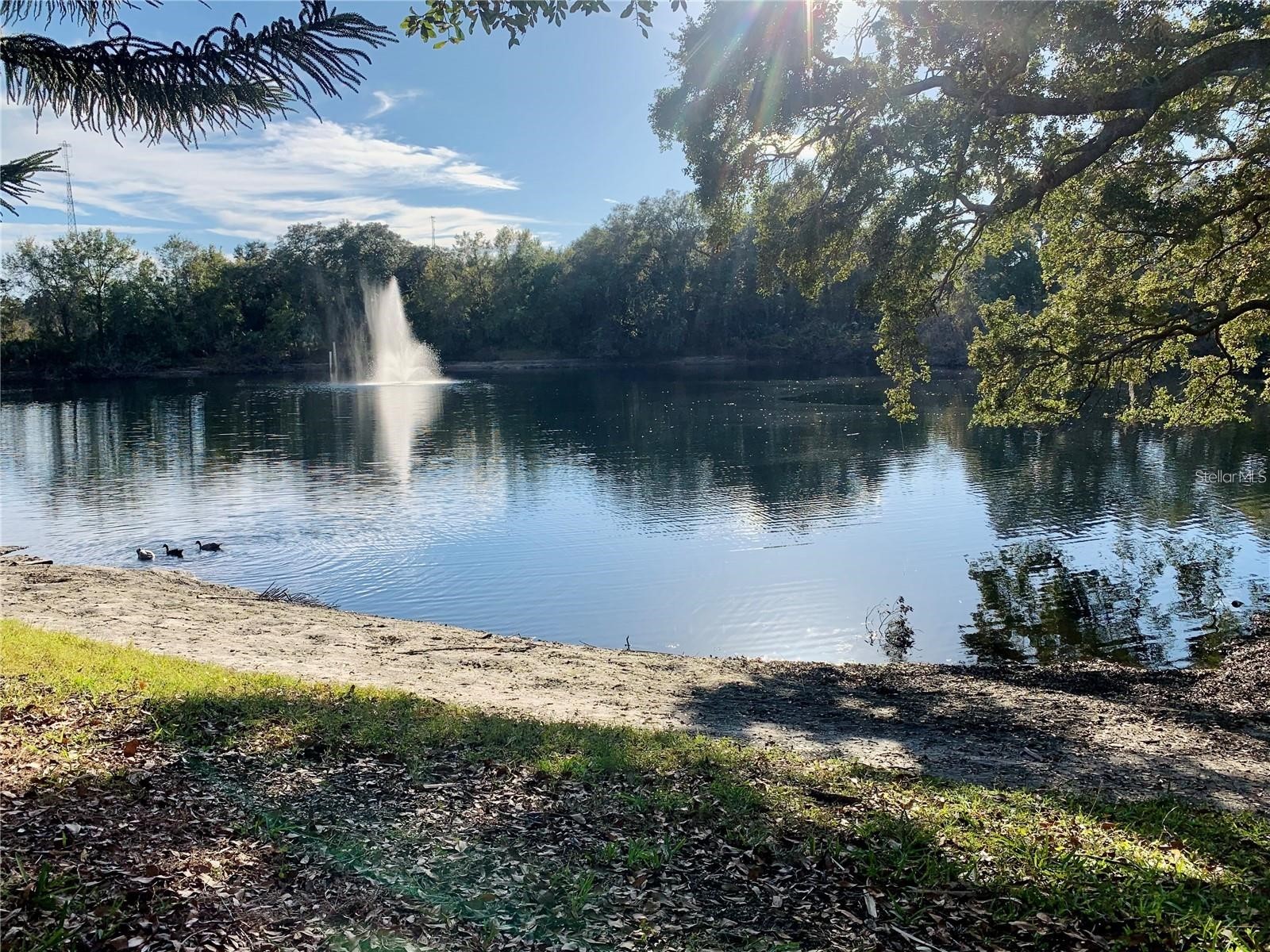 2602 7th Court #15 Palm Harbor FL 34684 TB8518730 image56