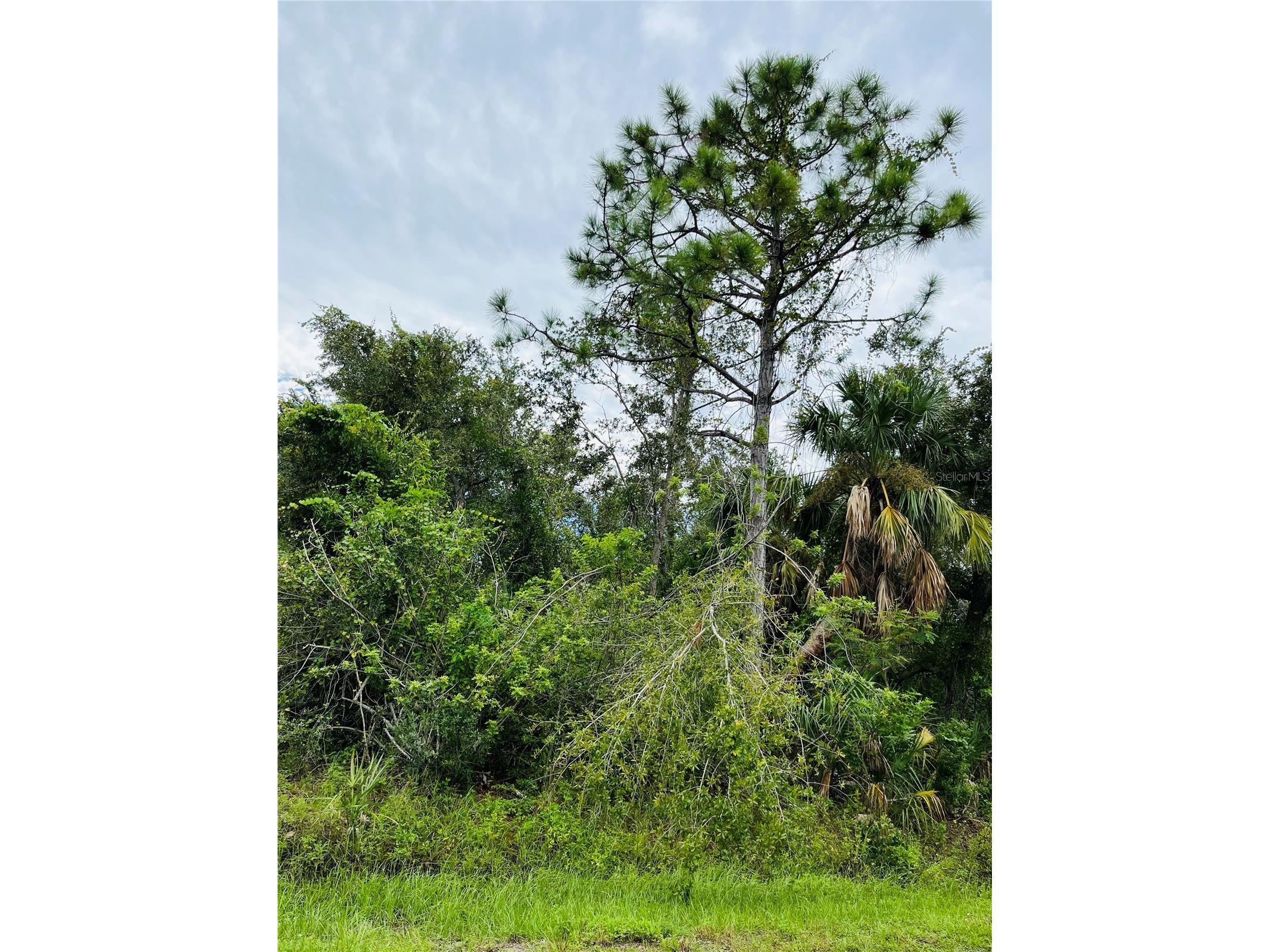 26145 Flower Road Punta Gorda FL 33955 C7521376 image6