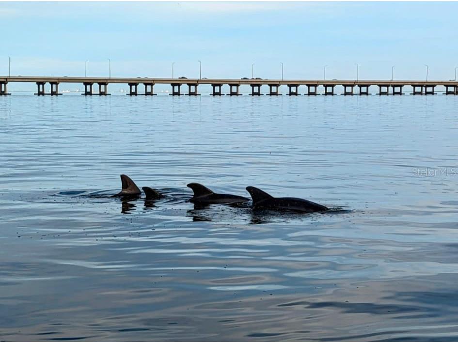 2616 Cove Cay Drive #502 Clearwater FL 33760 - TAMPA BAY TB8484987 image3