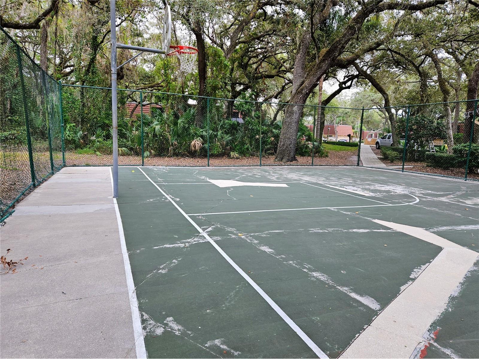 2620 6th Court Palm Harbor FL 34684 TB8503370 image38