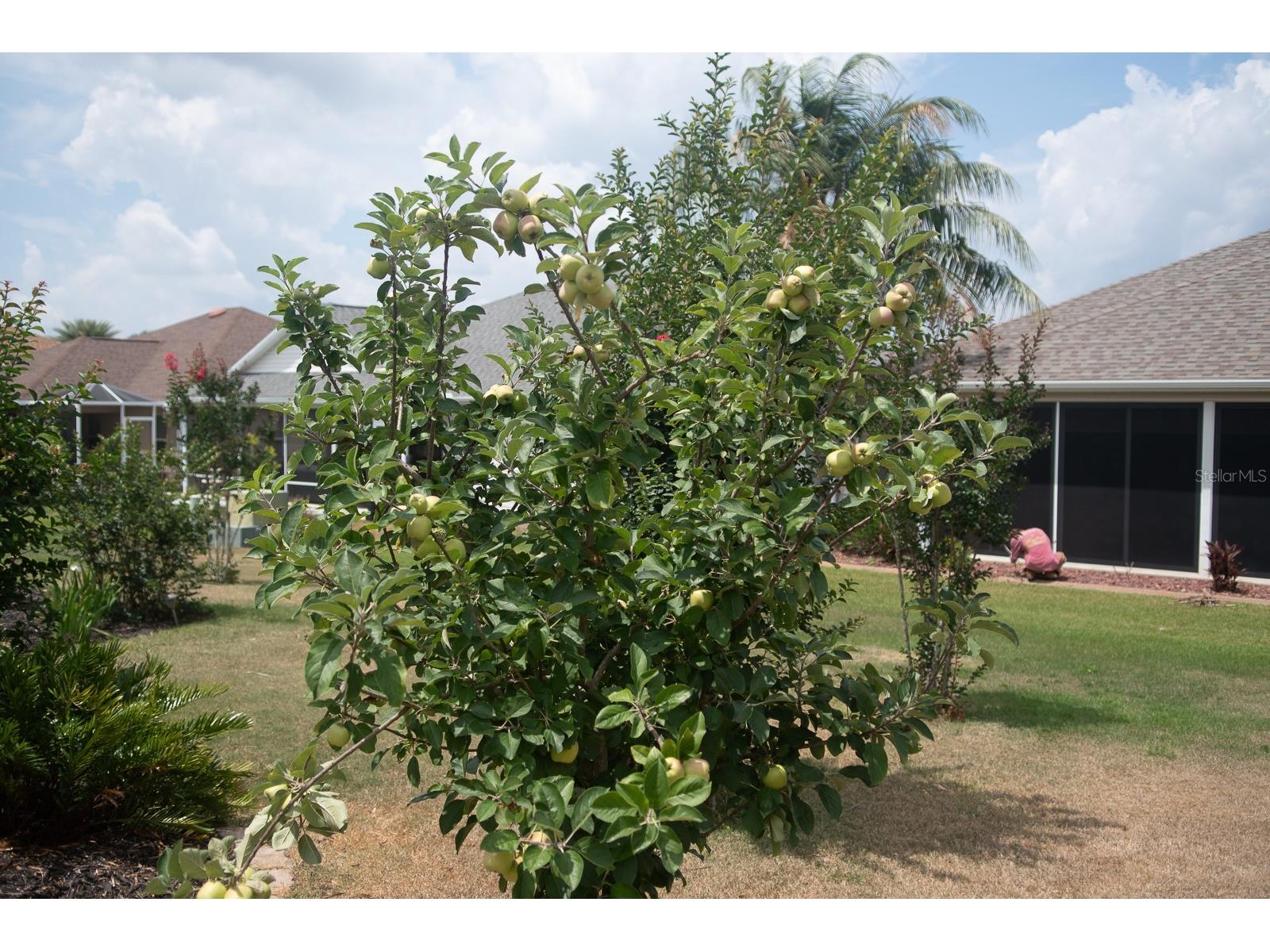 2633 English Ivy Circle The Villages FL 32162 G5112300 image24