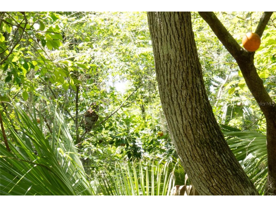 2634 Cr 416n Lake Panasoffkee FL 33538 G5098045 image35