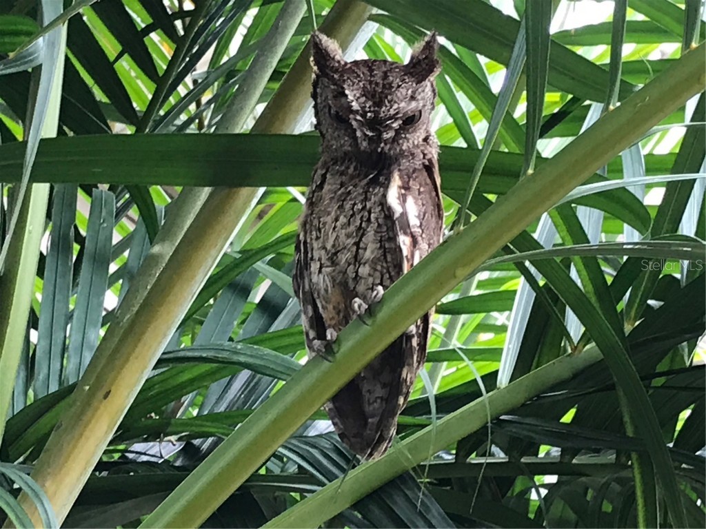 2634 Cr 416n Lake Panasoffkee FL 33538 G5098045 image43