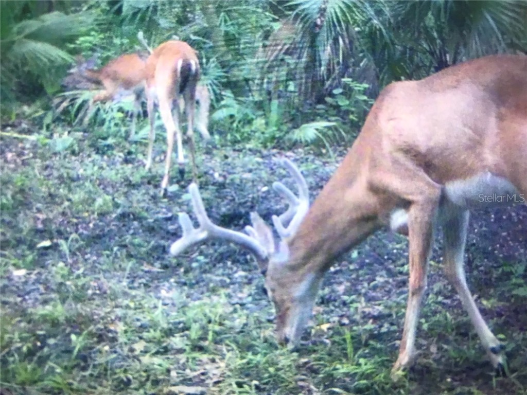 2634 Cr 416n Lake Panasoffkee FL 33538 G5098045 image44