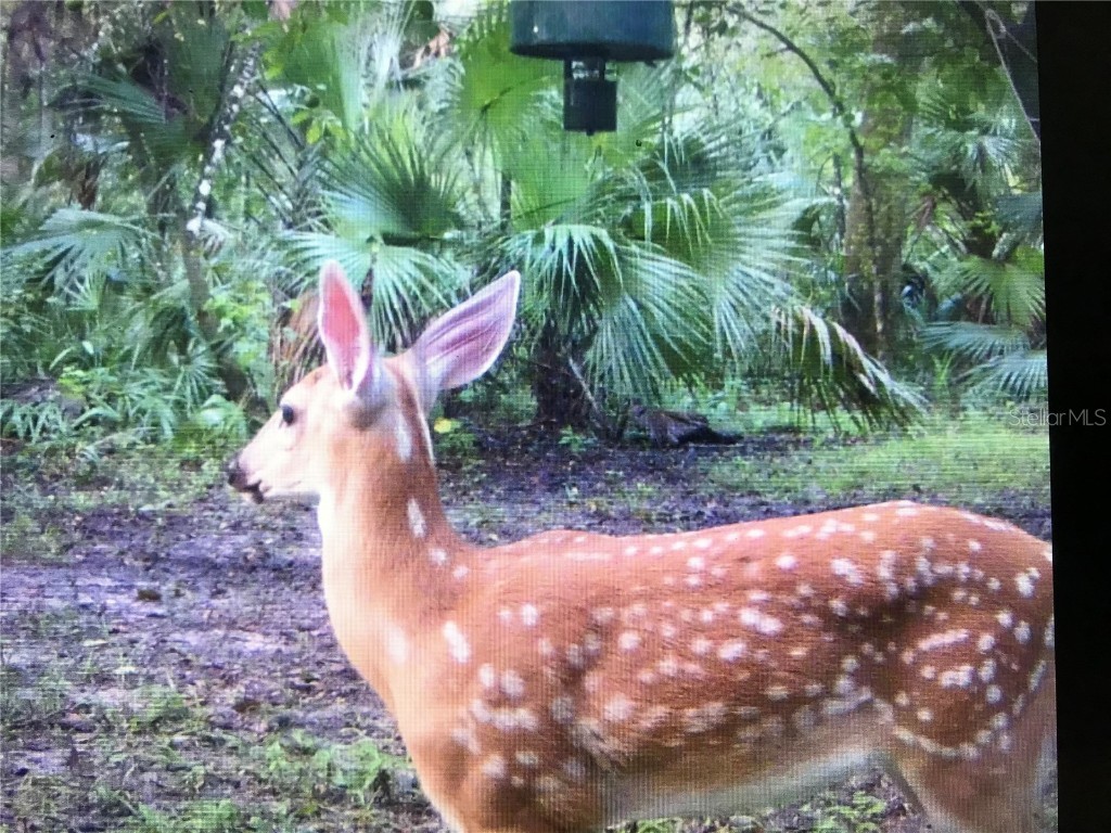 2634 Cr 416n Lake Panasoffkee FL 33538 G5098045 image45