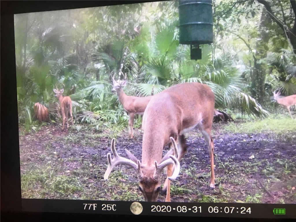 2634 Cr 416n Lake Panasoffkee FL 33538 G5098045 image46