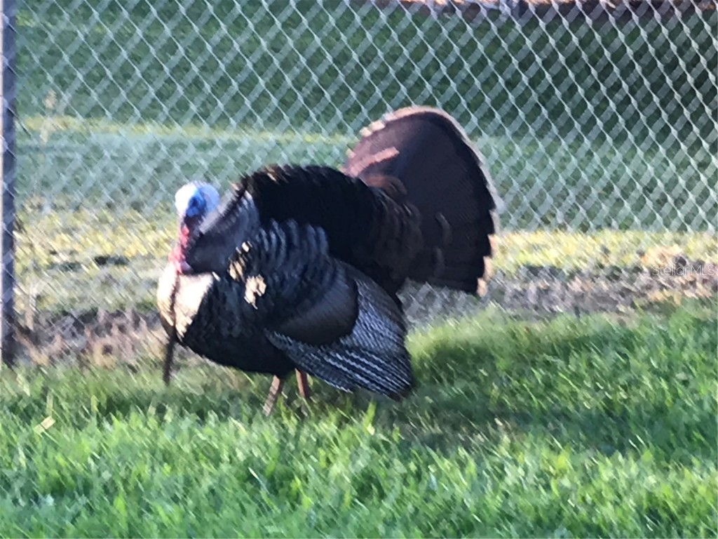 2634 Cr 416n Lake Panasoffkee FL 33538 G5098045 image47