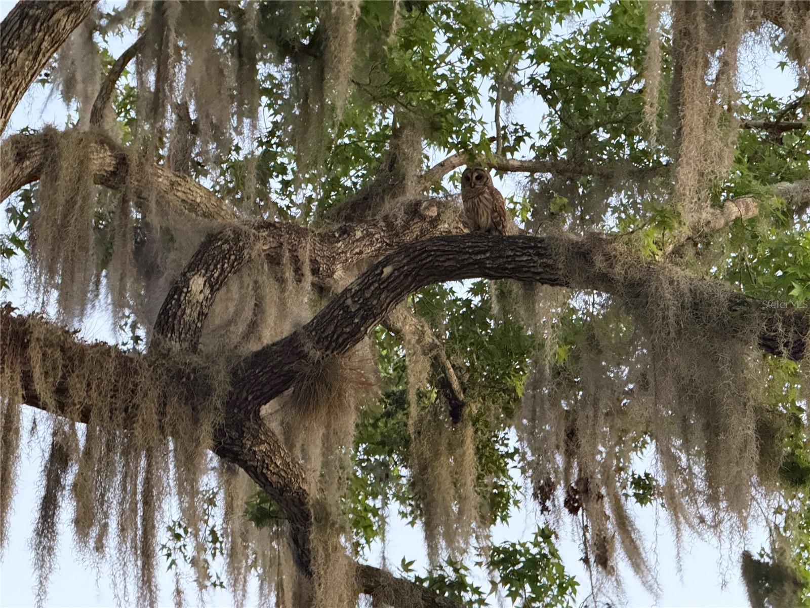 2635 Wood Duck Village Deland FL 32720 V4946794 image34
