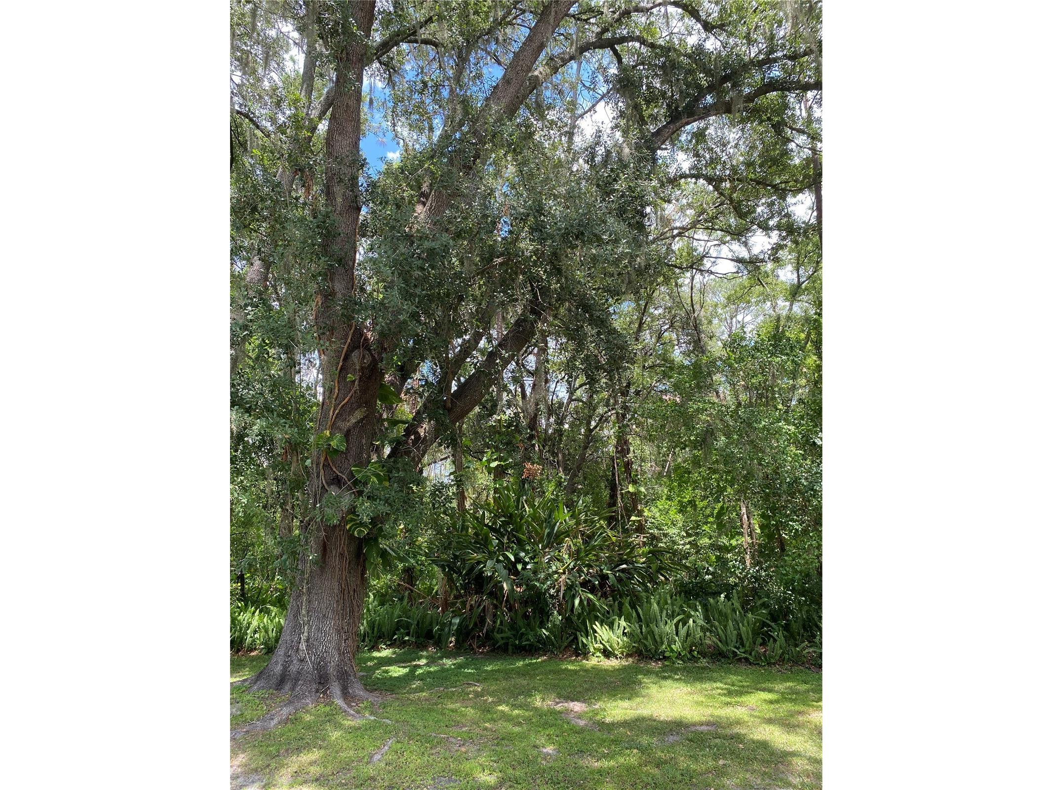 2640 Martha Lane Land O Lakes FL 34639 TB8520121 image13