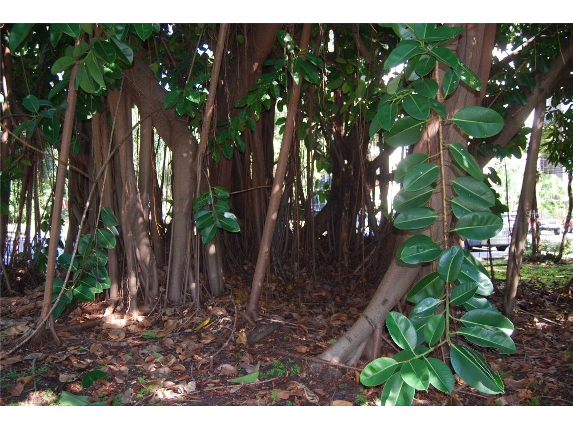 2650 Pearce Drive #106 Clearwater FL 33764 TB8438200 image56