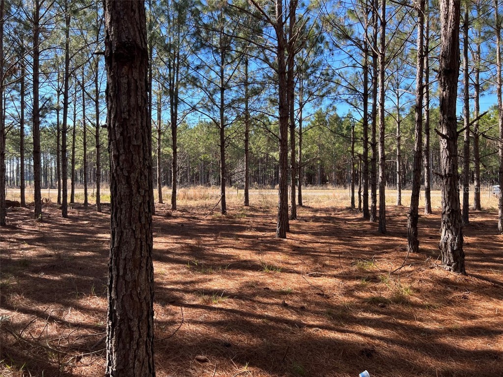 26610 County Road 137 Lake City FL 32024 OM651993 image1